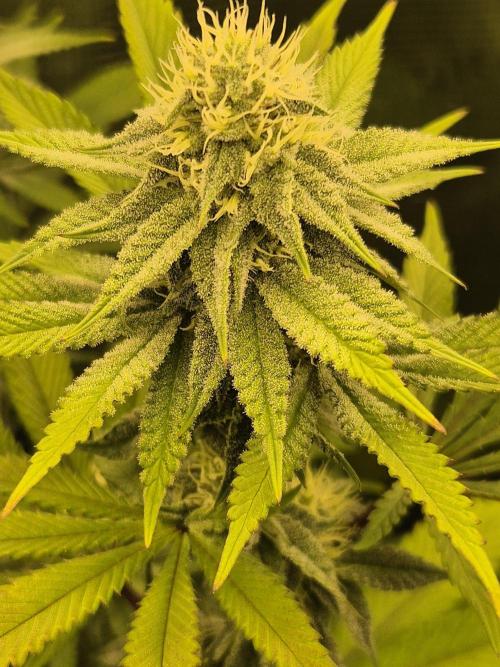 ICYSTATUS (ICYGARY#1 x ASTRONAUTSTATUS). Week 12