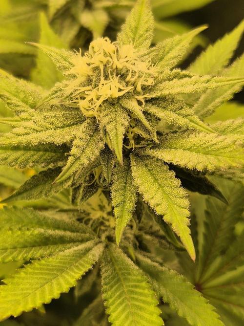 ICYSTATUS (ICYGARY#1 x ASTRONAUTSTATUS). Week 12