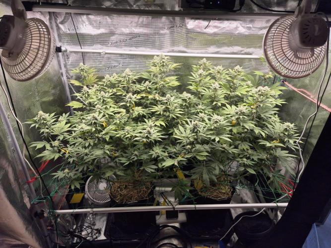 ICYSTATUS (ICYGARY#1 x ASTRONAUTSTATUS). Week 12