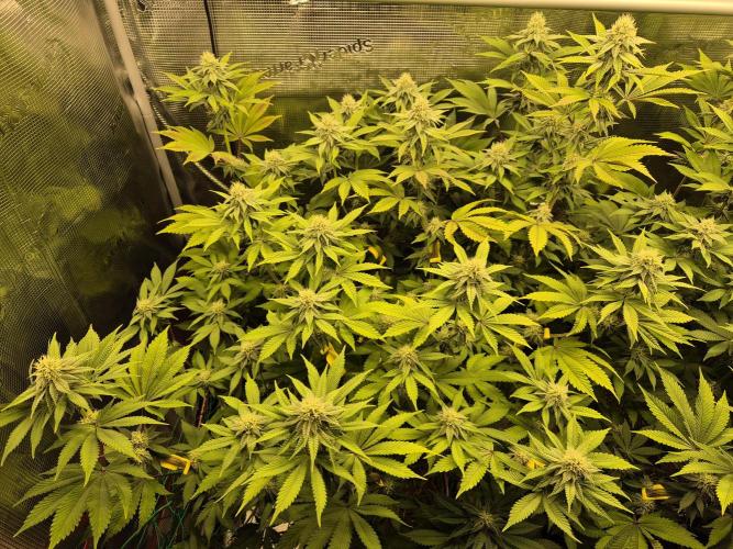ICYSTATUS (ICYGARY#1 x ASTRONAUTSTATUS). Week 12