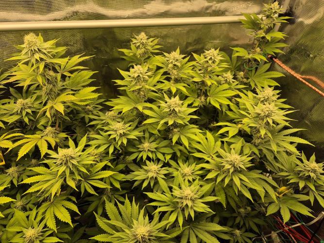 ICYSTATUS (ICYGARY#1 x ASTRONAUTSTATUS). Week 12