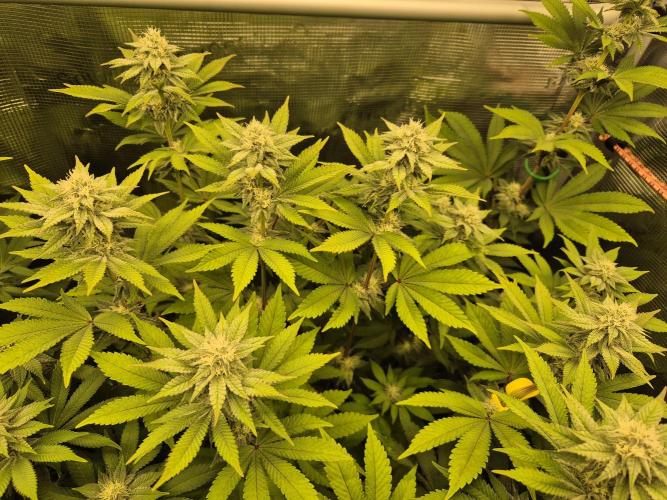 ICYSTATUS (ICYGARY#1 x ASTRONAUTSTATUS). Week 12