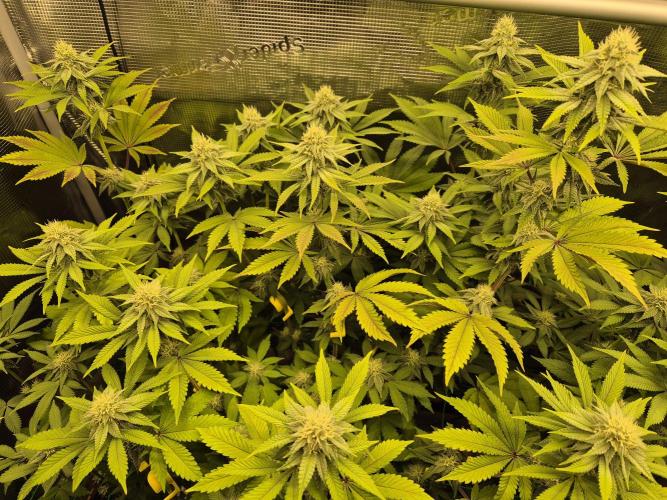 ICYSTATUS (ICYGARY#1 x ASTRONAUTSTATUS). Week 12