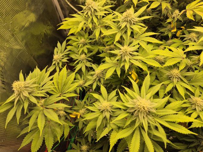 ICYSTATUS (ICYGARY#1 x ASTRONAUTSTATUS). Week 12