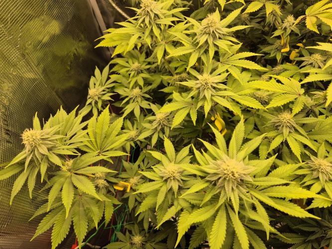 ICYSTATUS (ICYGARY#1 x ASTRONAUTSTATUS). Week 12