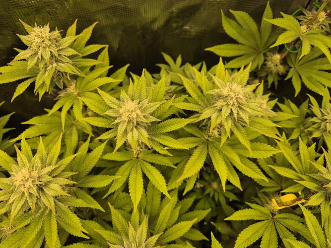 ICYSTATUS (ICYGARY#1 x ASTRONAUTSTATUS). Week 12