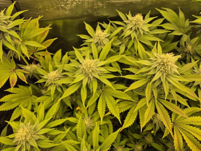 ICYSTATUS (ICYGARY#1 x ASTRONAUTSTATUS). Week 12
