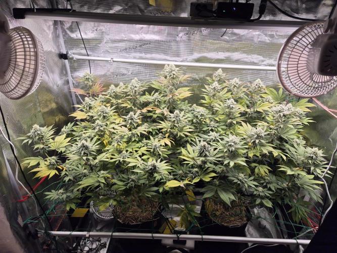 ICYSTATUS (ICYGARY#1 x ASTRONAUTSTATUS). Week 13