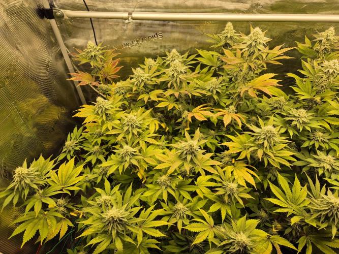 ICYSTATUS (ICYGARY#1 x ASTRONAUTSTATUS). Week 13