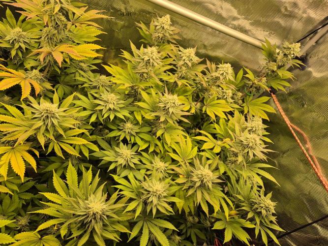 ICYSTATUS (ICYGARY#1 x ASTRONAUTSTATUS). Week 13