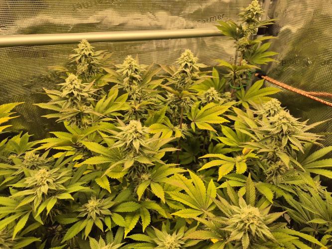 ICYSTATUS (ICYGARY#1 x ASTRONAUTSTATUS). Week 13