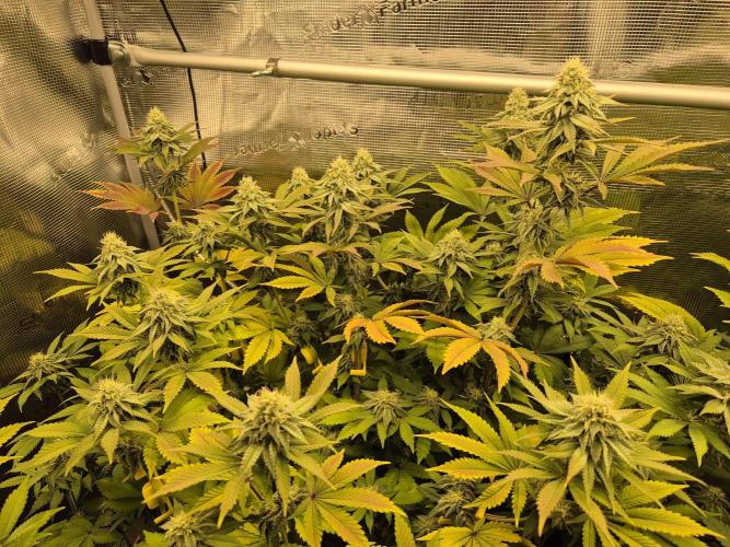 ICYSTATUS (ICYGARY#1 x ASTRONAUTSTATUS). Week 13