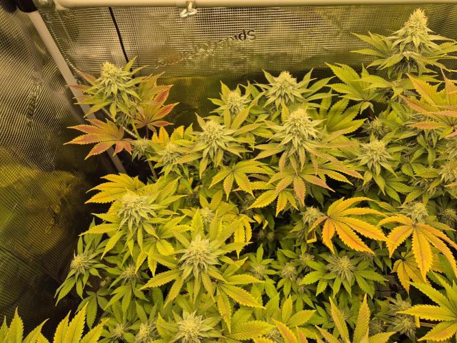ICYSTATUS (ICYGARY#1 x ASTRONAUTSTATUS). Week 13