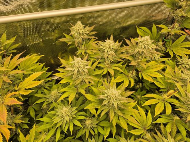 ICYSTATUS (ICYGARY#1 x ASTRONAUTSTATUS). Week 13