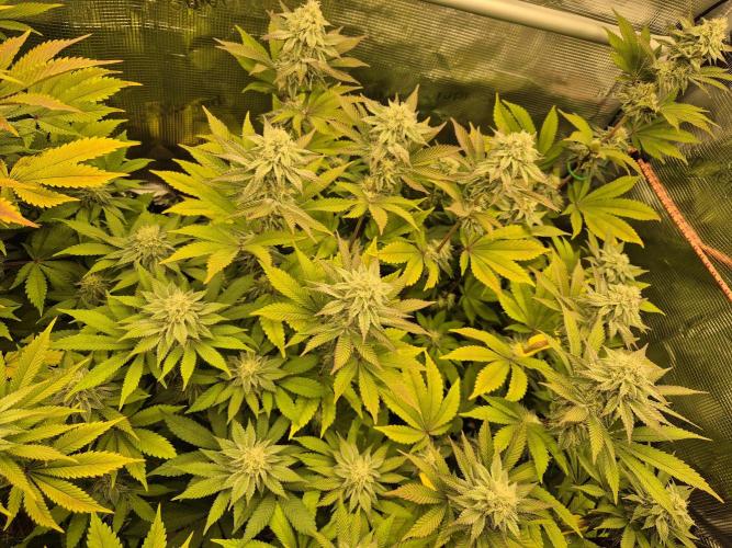 ICYSTATUS (ICYGARY#1 x ASTRONAUTSTATUS). Week 13
