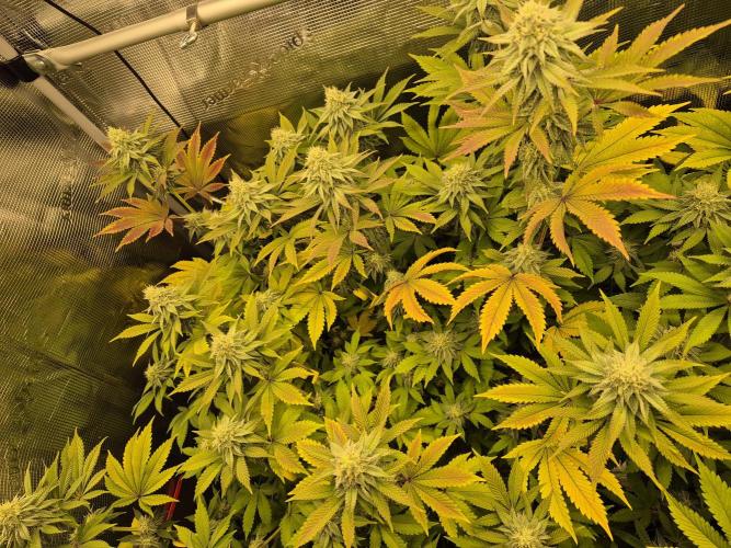 ICYSTATUS (ICYGARY#1 x ASTRONAUTSTATUS). Week 13