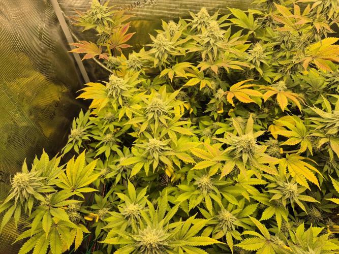 ICYSTATUS (ICYGARY#1 x ASTRONAUTSTATUS). Week 13