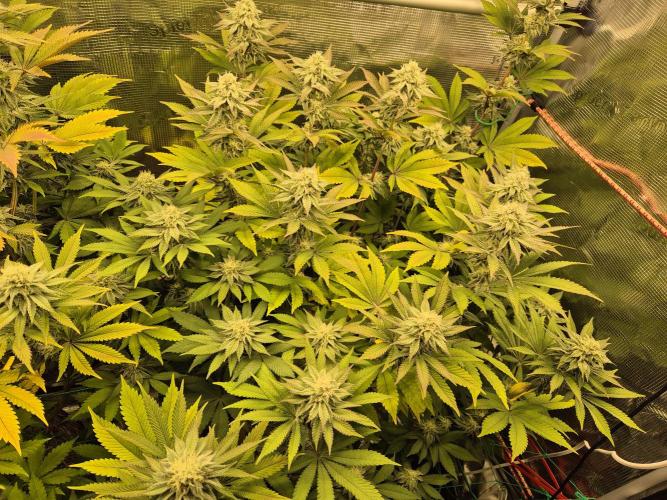 ICYSTATUS (ICYGARY#1 x ASTRONAUTSTATUS). Week 13