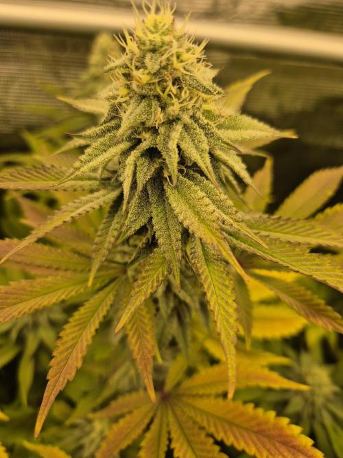 ICYSTATUS (ICYGARY#1 x ASTRONAUTSTATUS). Week 13