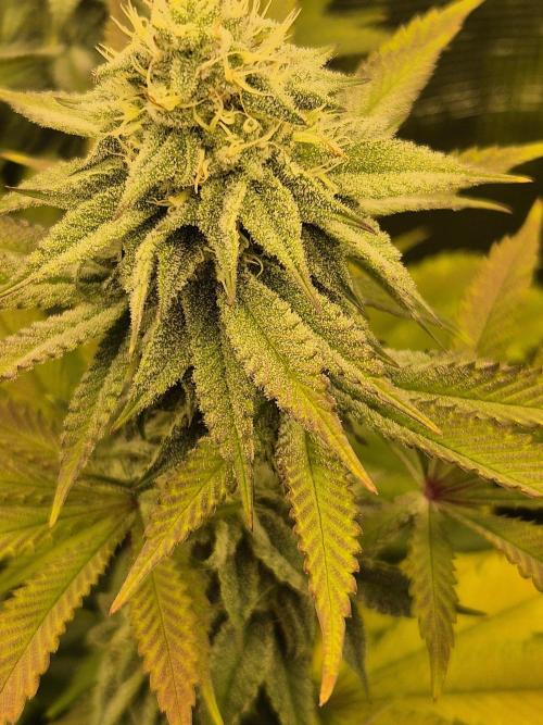 ICYSTATUS (ICYGARY#1 x ASTRONAUTSTATUS). Week 13