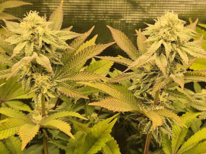 ICYSTATUS (ICYGARY#1 x ASTRONAUTSTATUS). Week 13