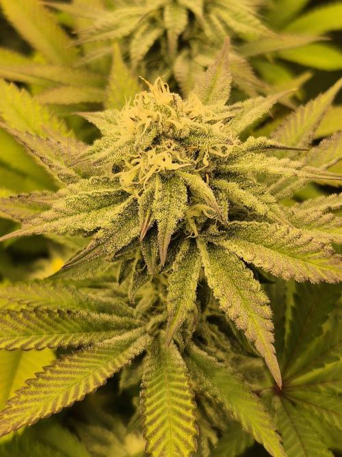 ICYSTATUS (ICYGARY#1 x ASTRONAUTSTATUS). Week 13