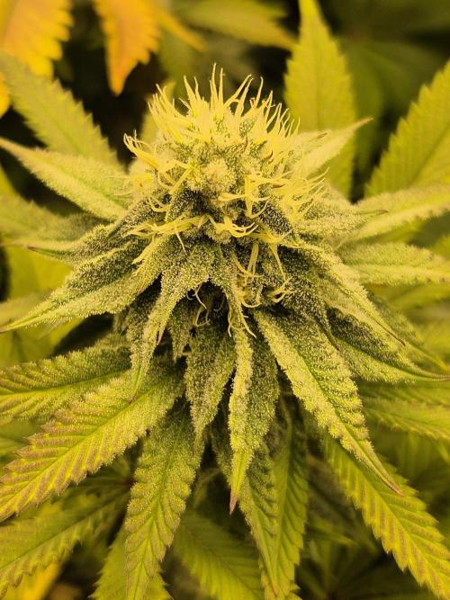 ICYSTATUS (ICYGARY#1 x ASTRONAUTSTATUS). Week 13