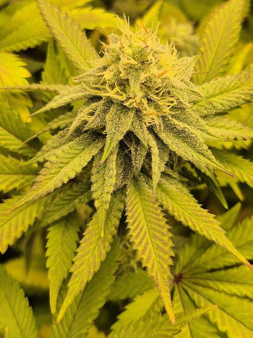 ICYSTATUS (ICYGARY#1 x ASTRONAUTSTATUS). Week 13