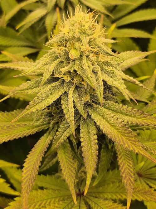 ICYSTATUS (ICYGARY#1 x ASTRONAUTSTATUS). Week 13