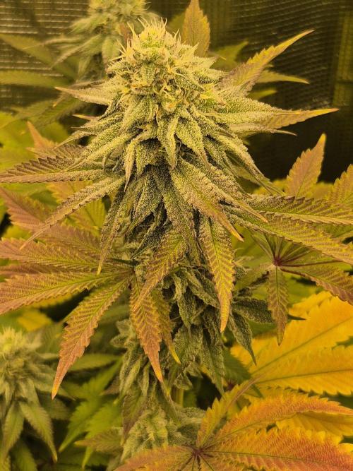 ICYSTATUS (ICYGARY#1 x ASTRONAUTSTATUS). Week 14
