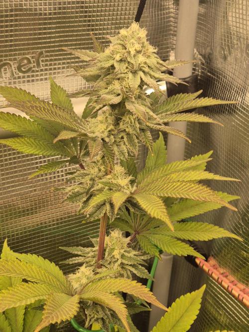 ICYSTATUS (ICYGARY#1 x ASTRONAUTSTATUS). Week 14