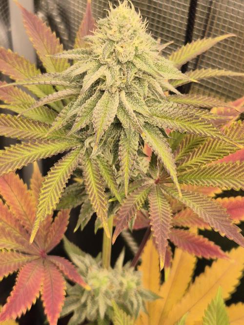 ICYSTATUS (ICYGARY#1 x ASTRONAUTSTATUS). Week 14