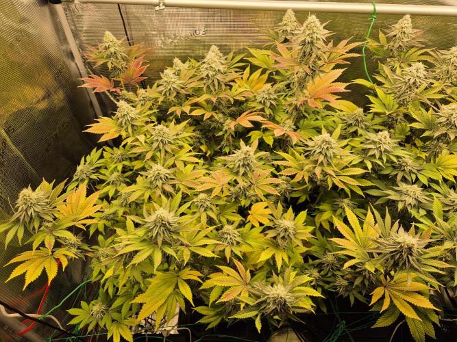 ICYSTATUS (ICYGARY#1 x ASTRONAUTSTATUS). Week 14