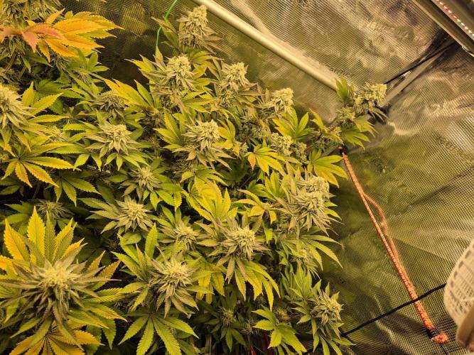 ICYSTATUS (ICYGARY#1 x ASTRONAUTSTATUS). Week 14