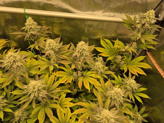 ICYSTATUS (ICYGARY#1 x ASTRONAUTSTATUS). Week 14