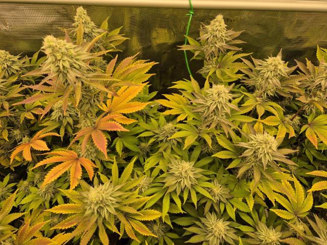 ICYSTATUS (ICYGARY#1 x ASTRONAUTSTATUS). Week 14