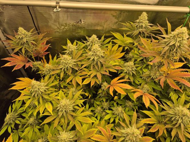 ICYSTATUS (ICYGARY#1 x ASTRONAUTSTATUS). Week 14
