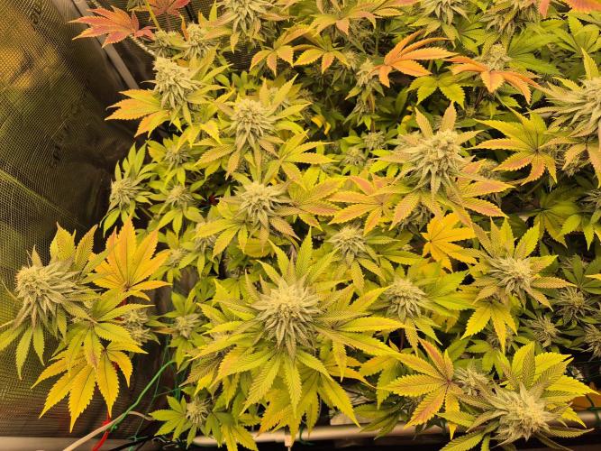 ICYSTATUS (ICYGARY#1 x ASTRONAUTSTATUS). Week 14