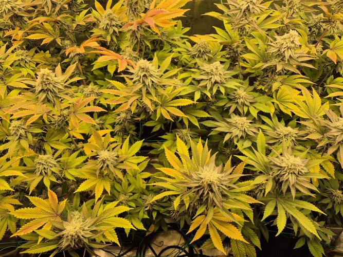 ICYSTATUS (ICYGARY#1 x ASTRONAUTSTATUS). Week 14