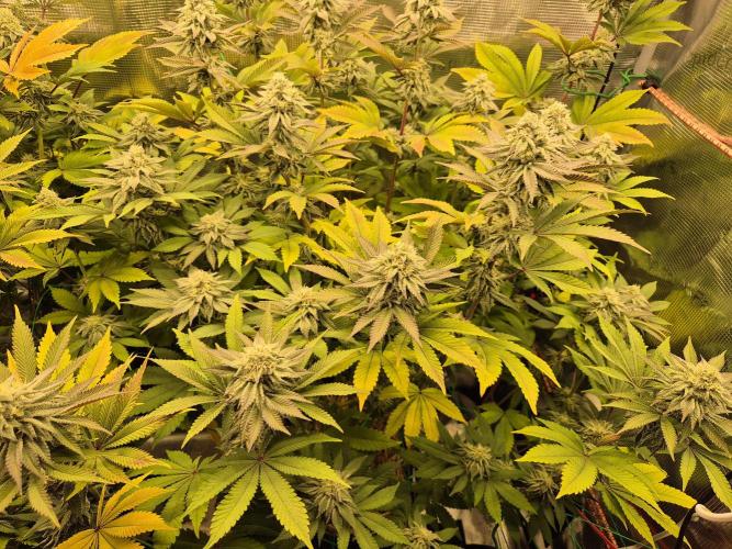 ICYSTATUS (ICYGARY#1 x ASTRONAUTSTATUS). Week 14