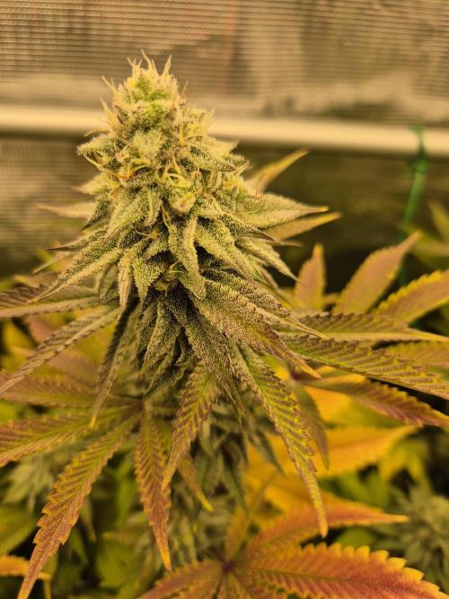 ICYSTATUS (ICYGARY#1 x ASTRONAUTSTATUS). Week 14