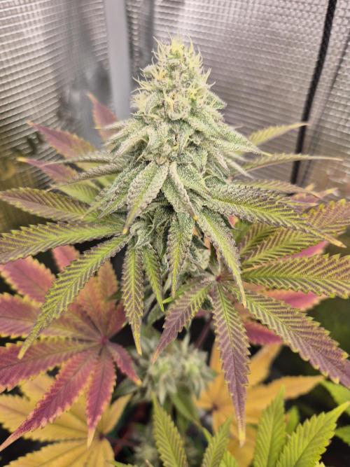 ICYSTATUS (ICYGARY#1 x ASTRONAUTSTATUS). Week 14