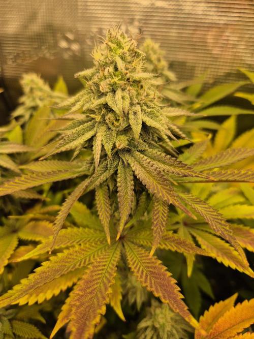 ICYSTATUS (ICYGARY#1 x ASTRONAUTSTATUS). Week 14