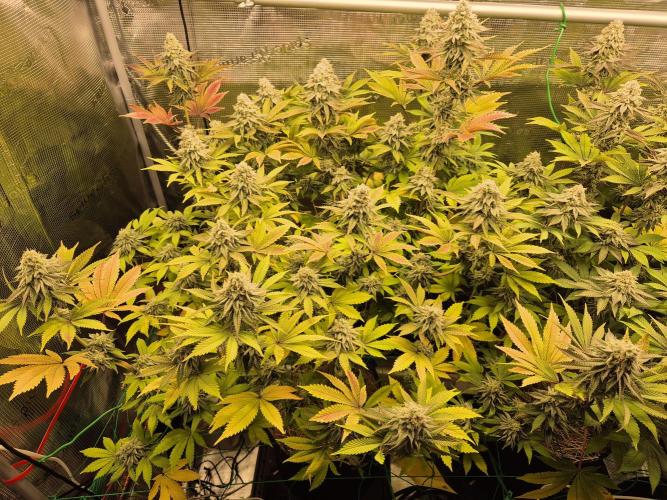 ICYSTATUS (ICYGARY#1 x ASTRONAUTSTATUS). Week 15