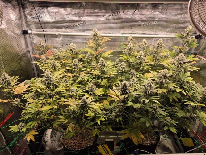 ICYSTATUS (ICYGARY#1 x ASTRONAUTSTATUS). Week 15