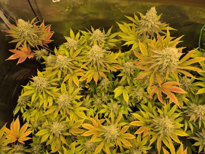 ICYSTATUS (ICYGARY#1 x ASTRONAUTSTATUS). Week 15