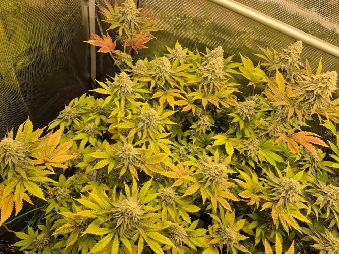 ICYSTATUS (ICYGARY#1 x ASTRONAUTSTATUS). Week 15