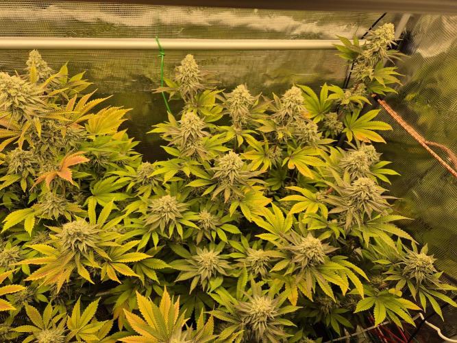 ICYSTATUS (ICYGARY#1 x ASTRONAUTSTATUS). Week 15