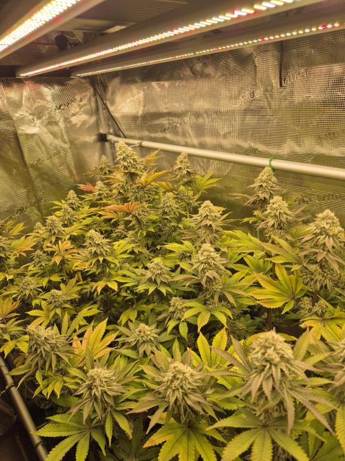 ICYSTATUS (ICYGARY#1 x ASTRONAUTSTATUS). Week 15
