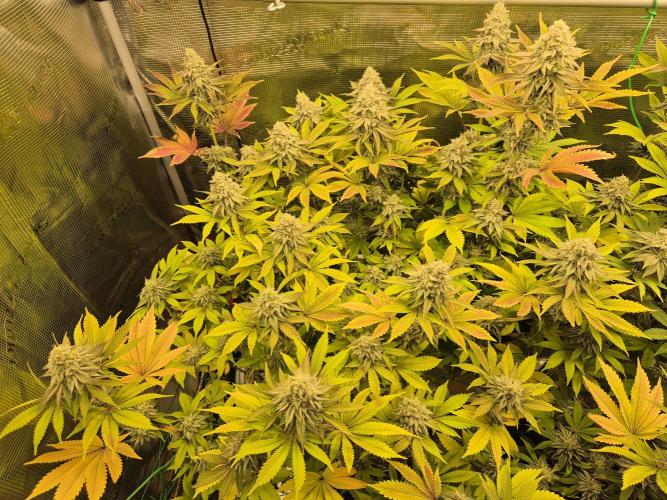 ICYSTATUS (ICYGARY#1 x ASTRONAUTSTATUS). Week 15
